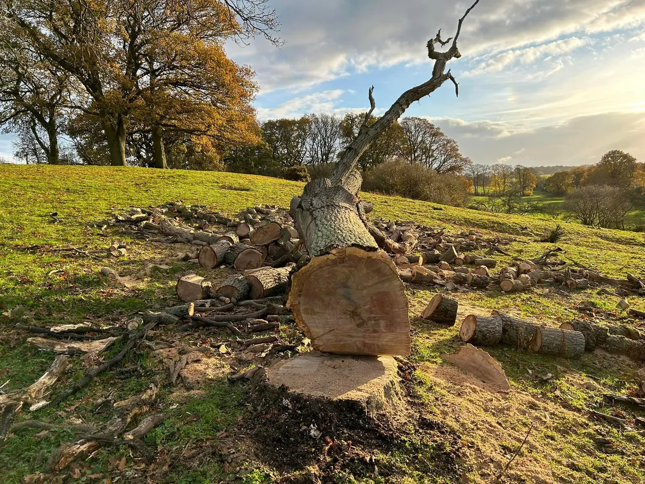 Tree surgery in Stiffkey, North Norfolk