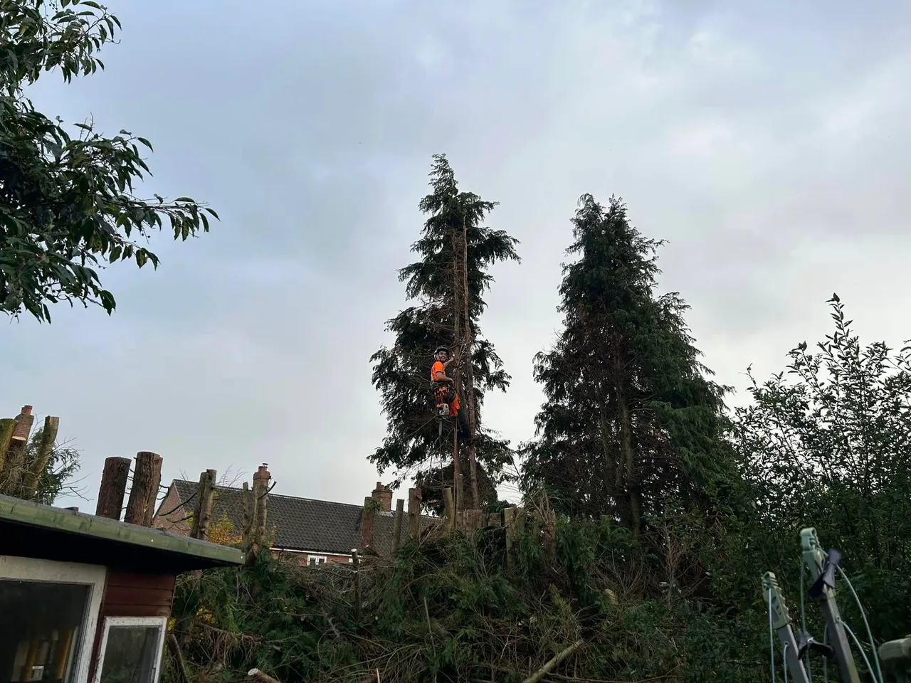 Tree surgery in Norwich